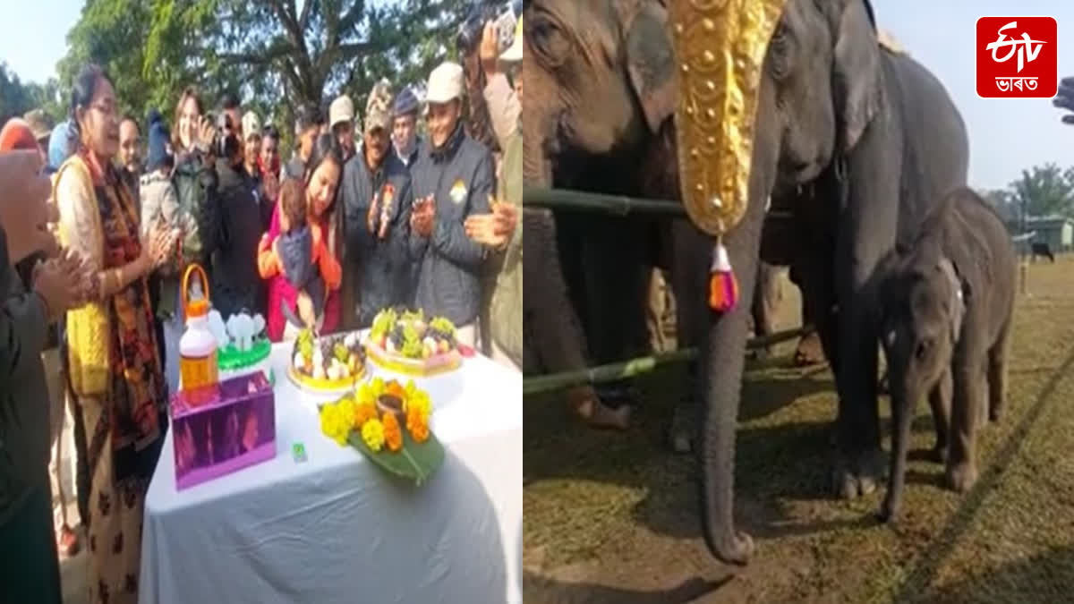 Elephant calf Pori's birthday celebrated in Kaziranga National Park