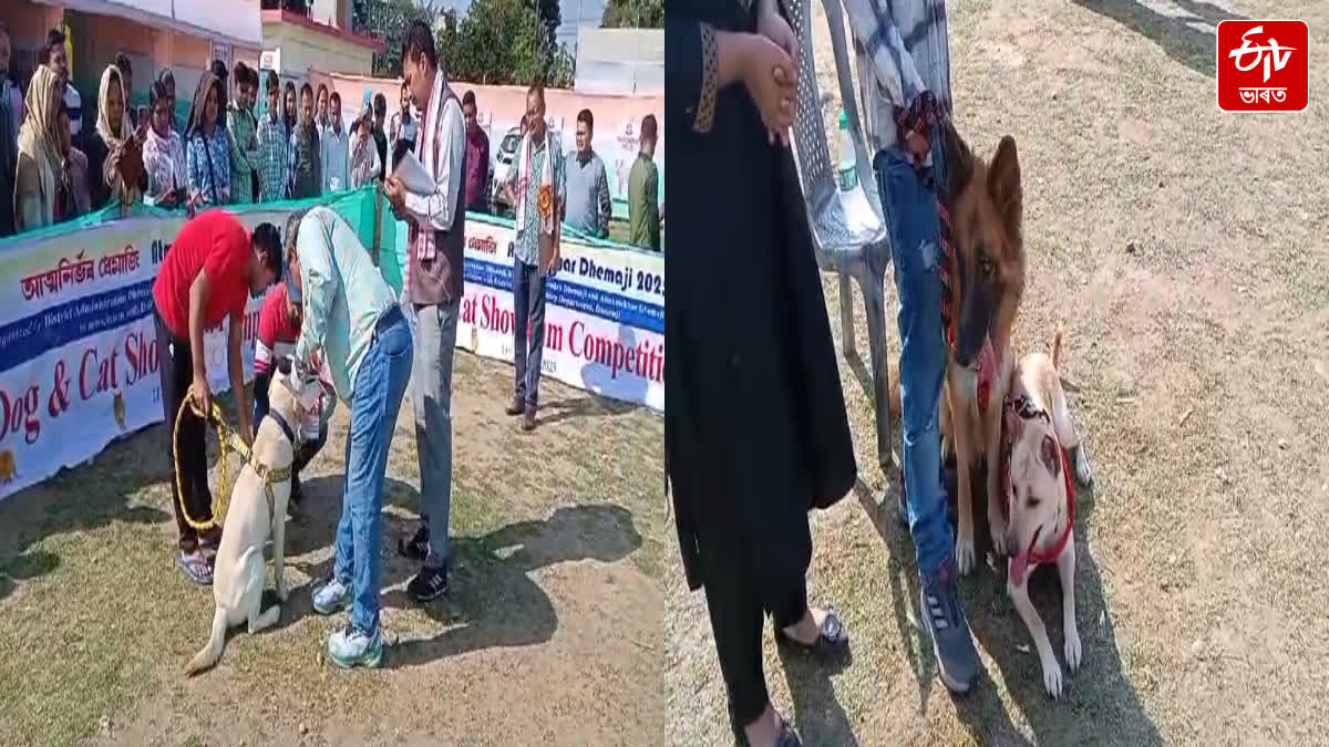 Pet dogs and cat demonstrations and competitions are being held in Dhemaji