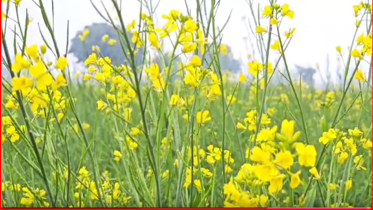 Mustard crop in Nuh