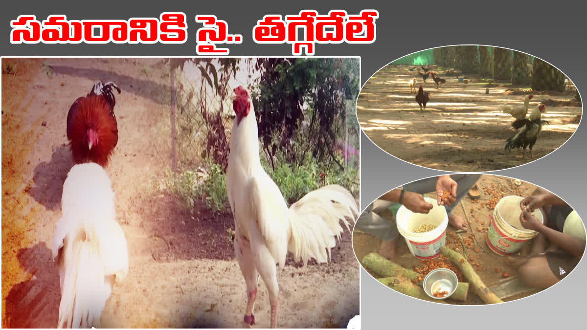 KODI_PUNJULU_READY_FOR_SANKRANTI