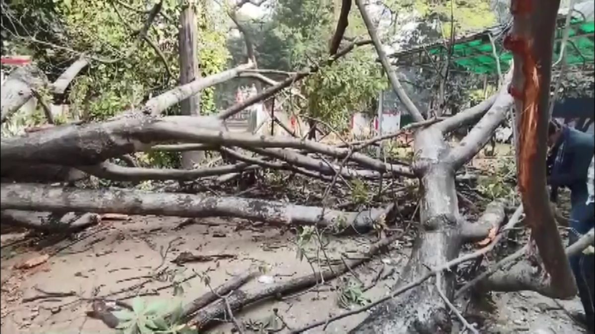 TREE FELL ON ABDUL BARI SIDDIQUI HOUSE