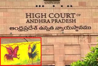 cockfighting_preparations_ramp_up_ahead_of_sankranti_in_andhra_pradesh