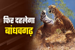 BANDHAVGARH TIGERS FIGHT TERRITORY