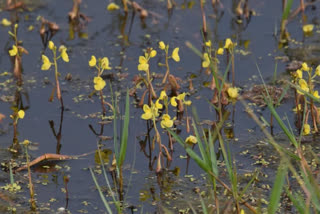 Keoladeo National Park witnesses the growth Utricularia, a carnivorous plant, attributed to abundant water from the Panchana Dam, enhancing the Park's biodiversity and ecosystem balance.