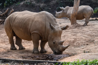 2 Rhino Horns Worth 3 Crores Seized By Delhi Police, 4 Held