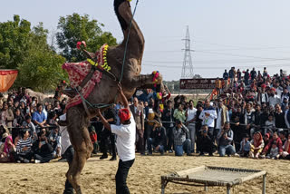 Camel Festival of Bikaner