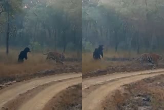 Tiger chased away by bear