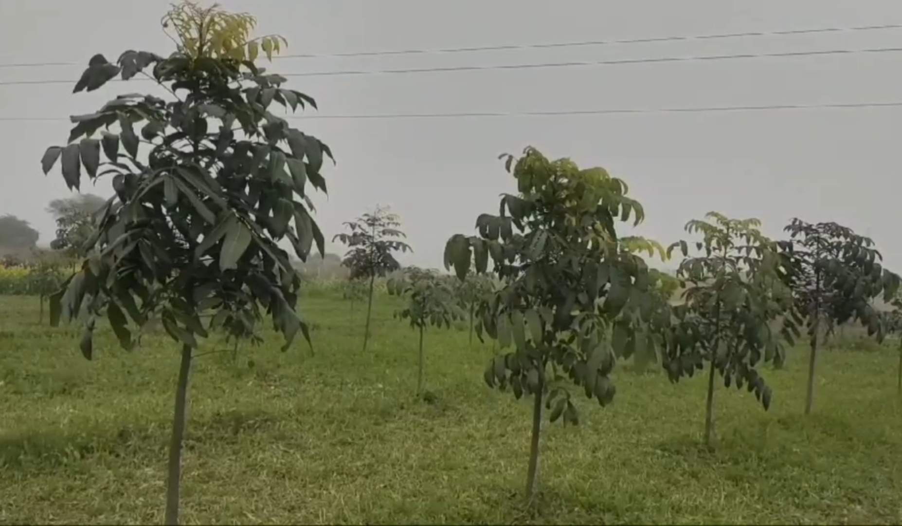 Mahogany Farming