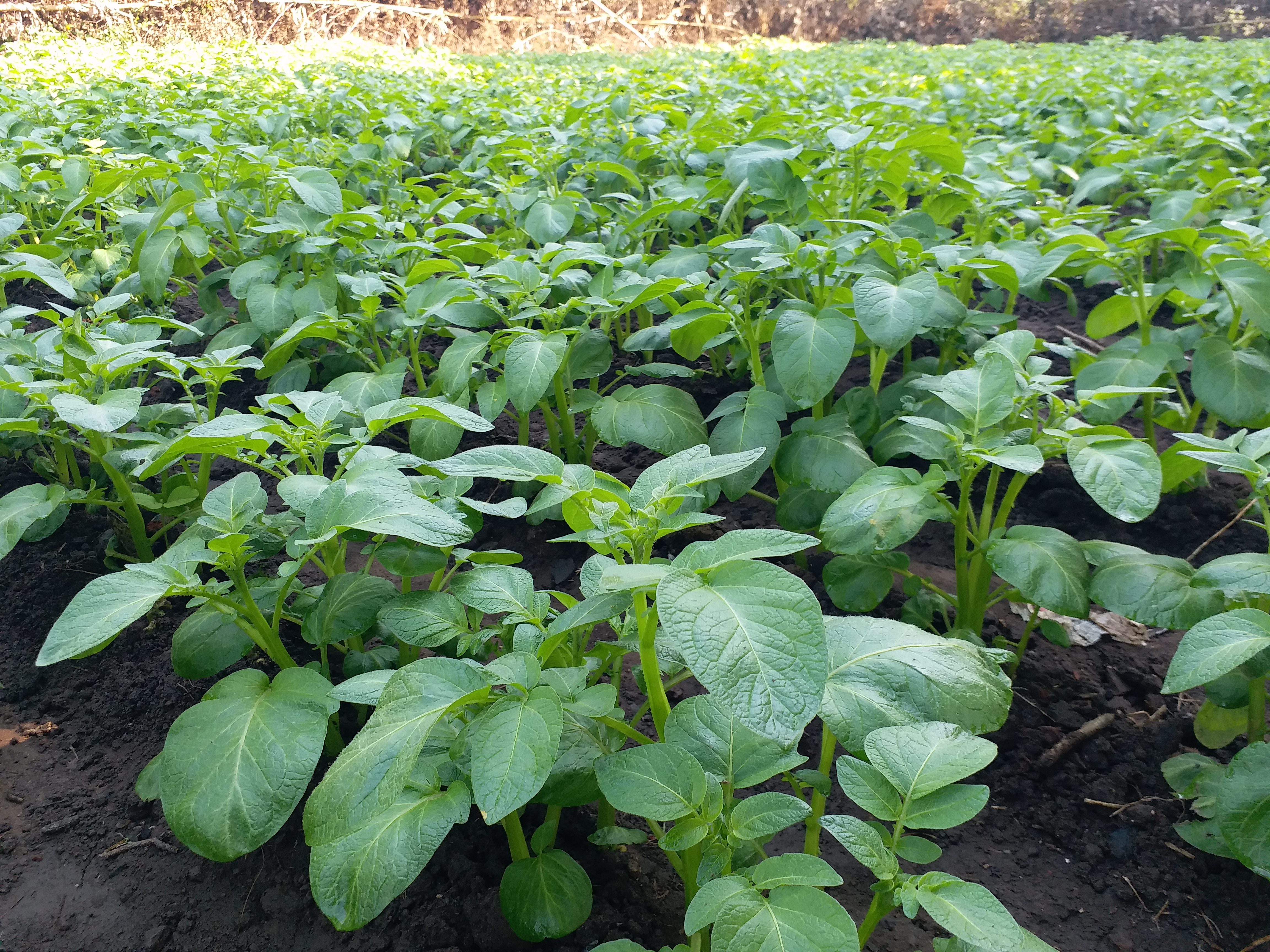 ORGANIC VEGETABLES FARMING