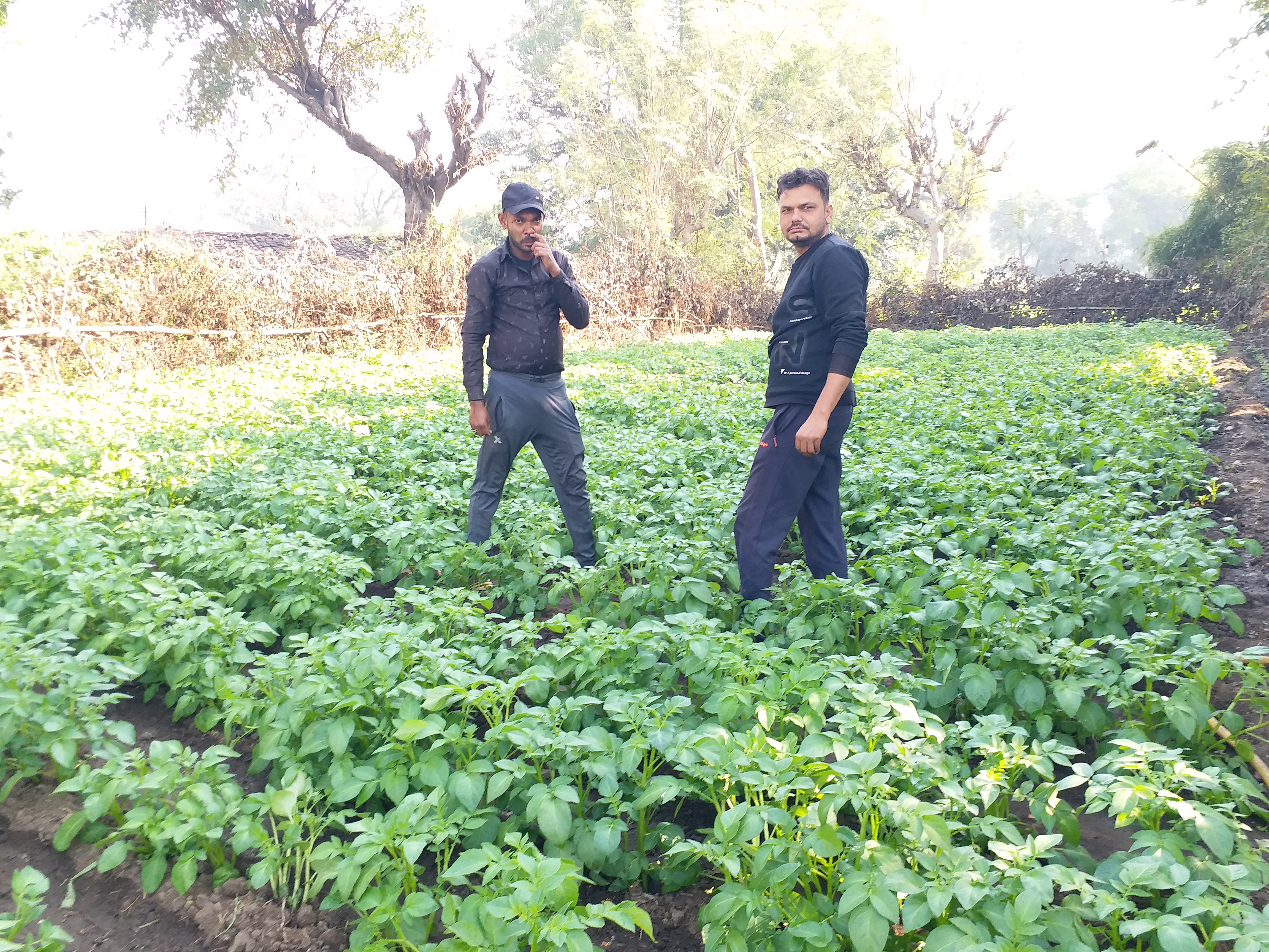 ORGANIC VEGETABLES FARMING