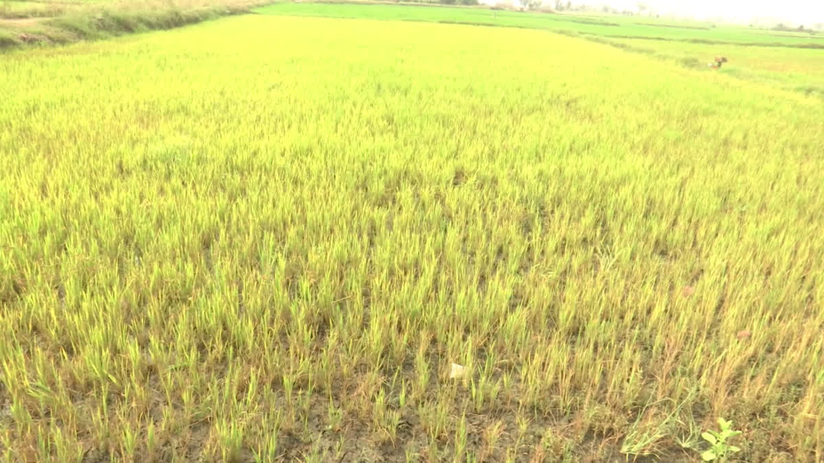 Paleru Canal Ayakattu Farmers Issue In Khammam