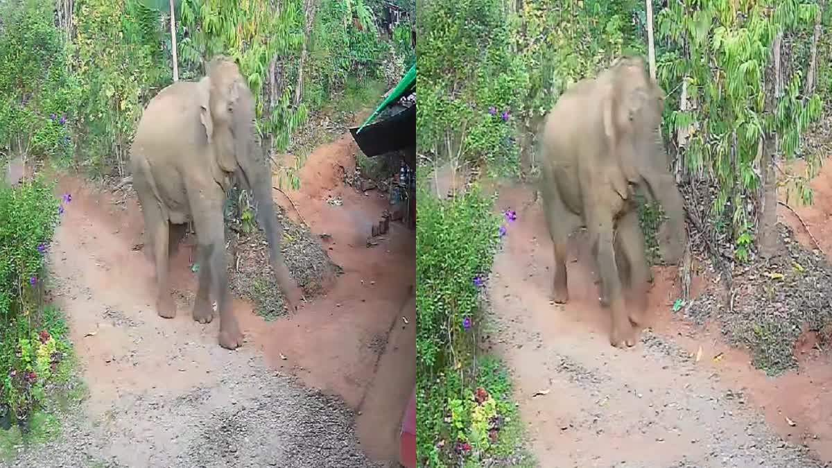 വയനാട് കാട്ടാന ആക്രമണം,Wayanad Wild Elephant Attack,മാനന്തവാടി കാട്ടാന ചവിട്ടിക്കൊന്നു,Operation Belur Makna Bigins,ഓപ്പറേഷൻ ബേലൂര്‍ മഖ്‌ന