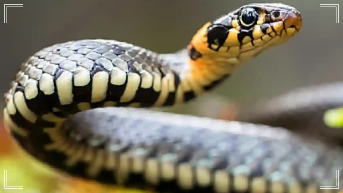 Man Rescues 3,500 Snakes