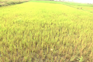 Paleru Canal Ayakattu Farmers Issue In Khammam