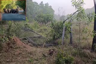 Elephants Herd Made Hal Chal in Tirumala