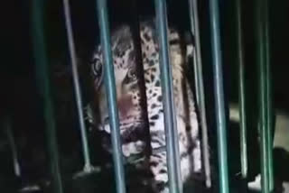 Leopard in Cage at Srinagar