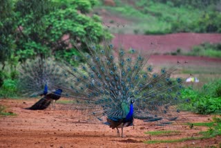 Shivpuri peacock hunting