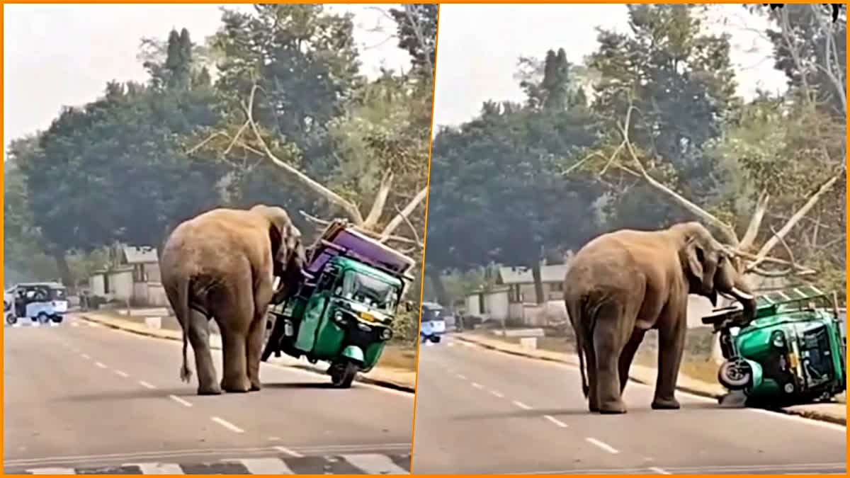 Elephant Attacks And Overturns Vehicle In Guwahati