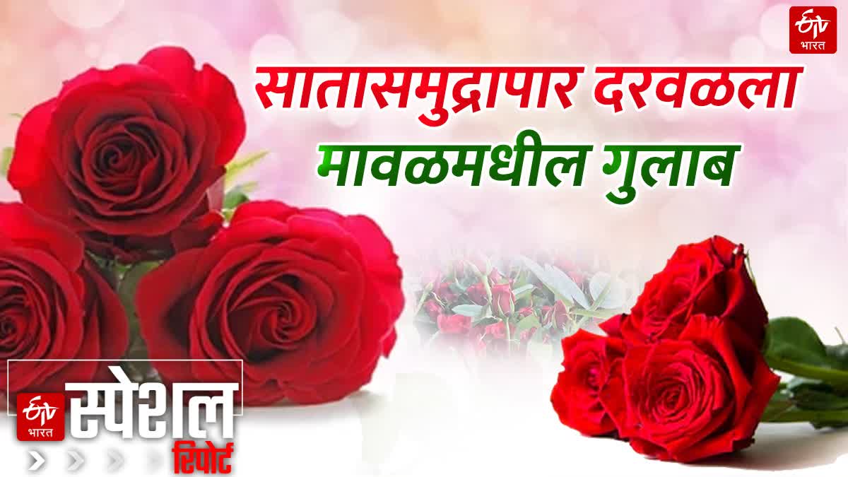 Maval Red Roses