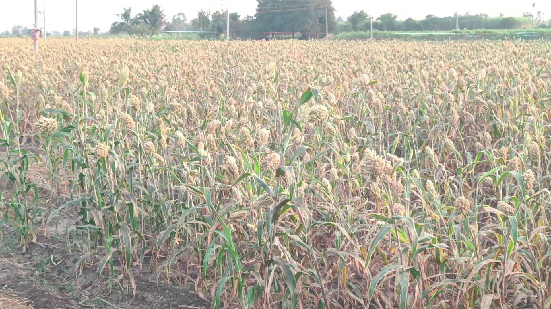 Chikkodi farmer following traditional methods to save crops from birds