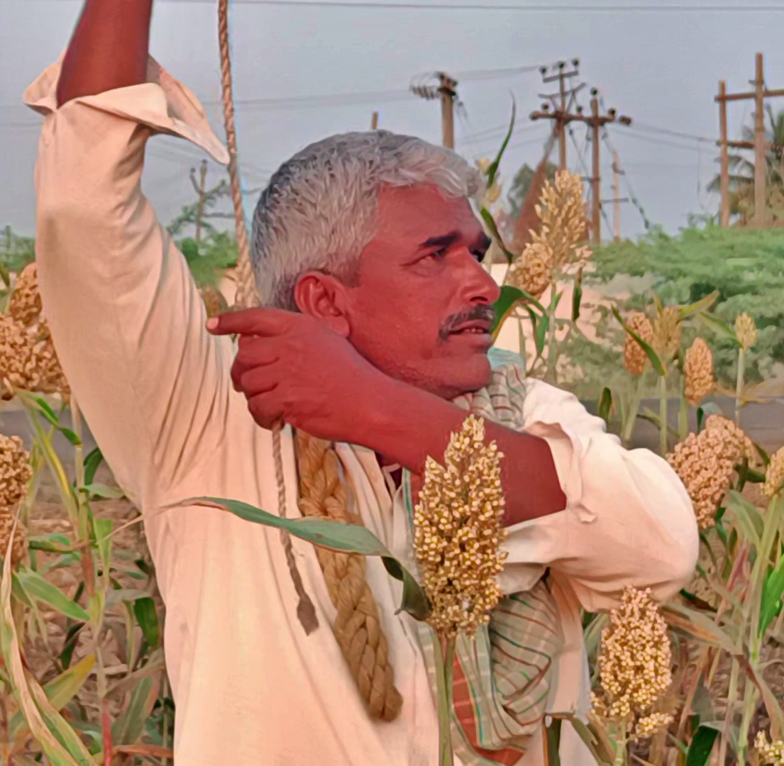 Chikkodi farmer following traditional methods to save crops from birds