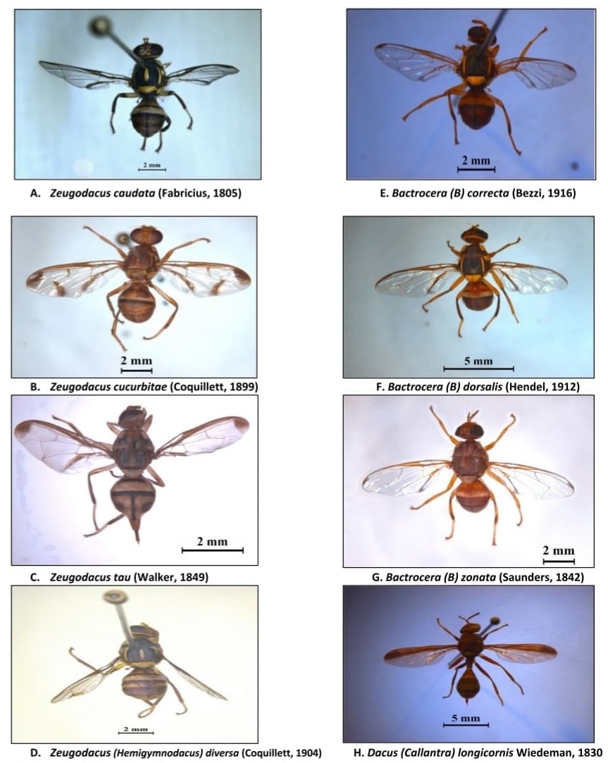 FRUIT FLY