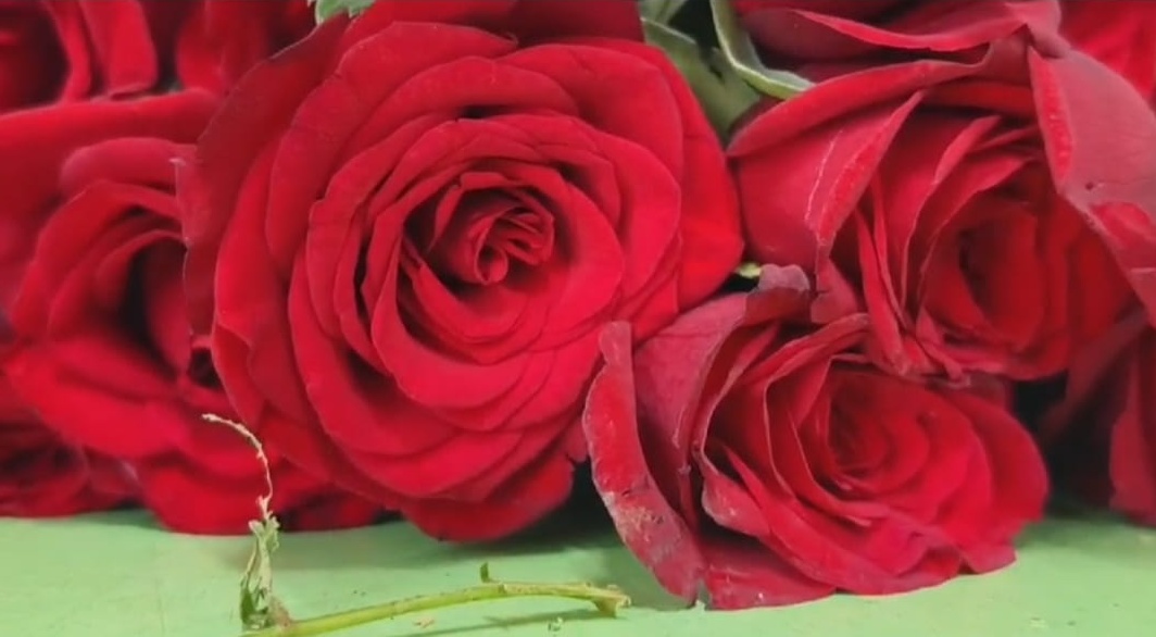 Maval Red Roses