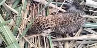 CHHINDWARA LEOPARD CUB VIDEO