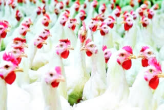 Bird Flu Cases in AP 2025