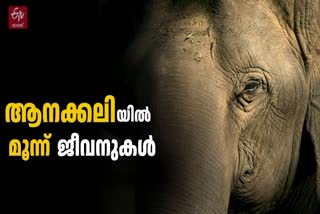 WAYANAD ELEPHANT DEATH  നൂല്‍പ്പുഴ കാട്ടാന ആക്രമണം  ഇടുക്കി കാട്ടാന ആക്രമണം  IDUKKI ELEPHANT ATTACK DEATH