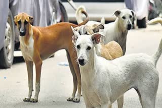 Gwalior terror stray dogs