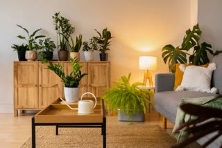 PLANTS THAT LIVES UP TO 50 YEARS  കൂടുതൽ കാലം ജീവിക്കുന്ന പ്ലാന്‍റുകൾ  LOWEST MAINTENANCE INDOOR PLANTS  BEST INDOOR PLANTS