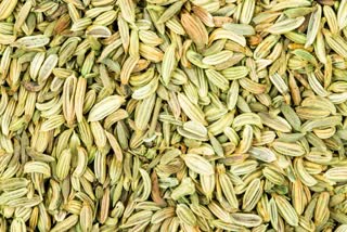 BENEFITS OF FENNEL SEED  FENNEL SEEDS FOR DIGESTIONS  CAN WE EAT FENNEL SEEDS DAILY  SAUNF BENEFITS