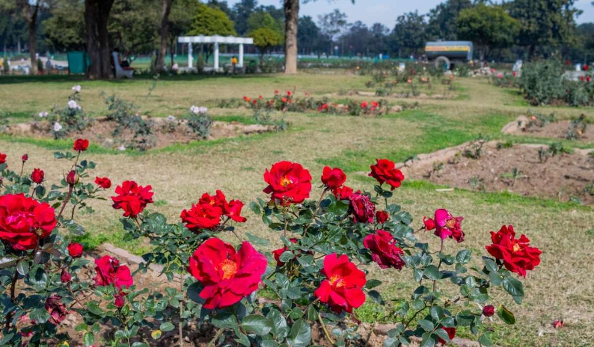 Valentines Day in Chandigarh