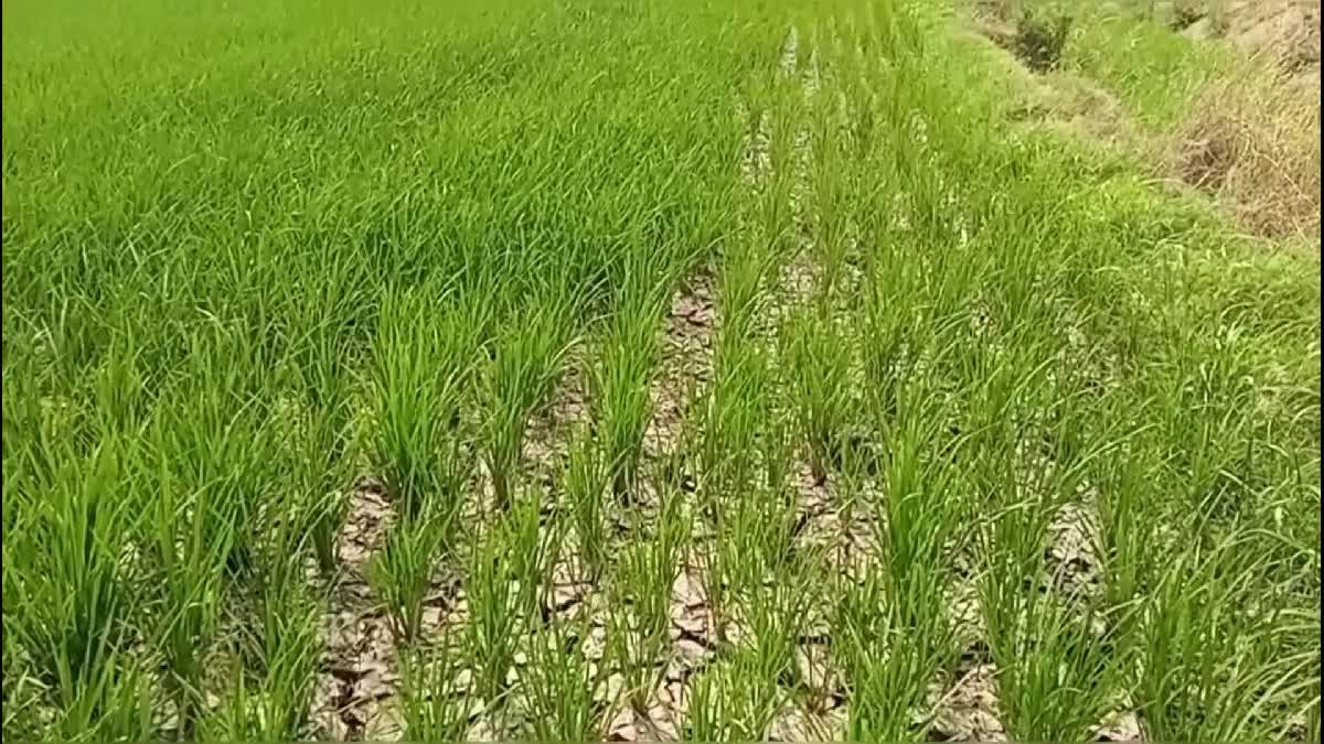 Paddy Cultivation In Telangana
