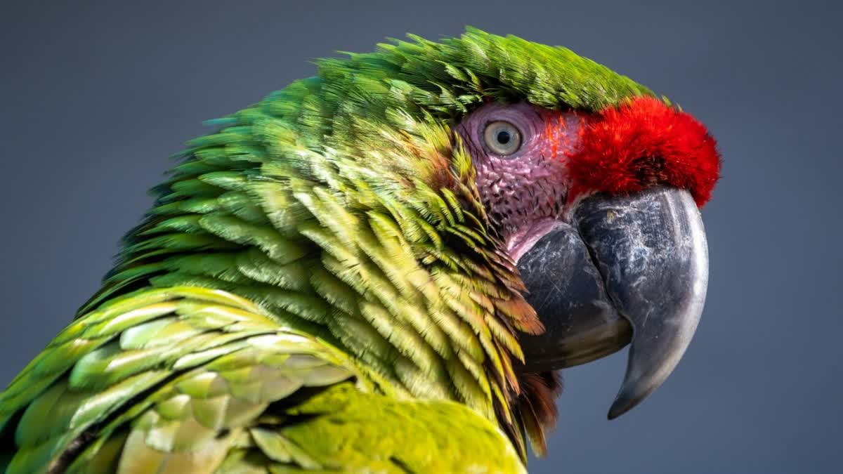 Five people die from 'parrot fever' in Europe: Causes, symptoms, treatment