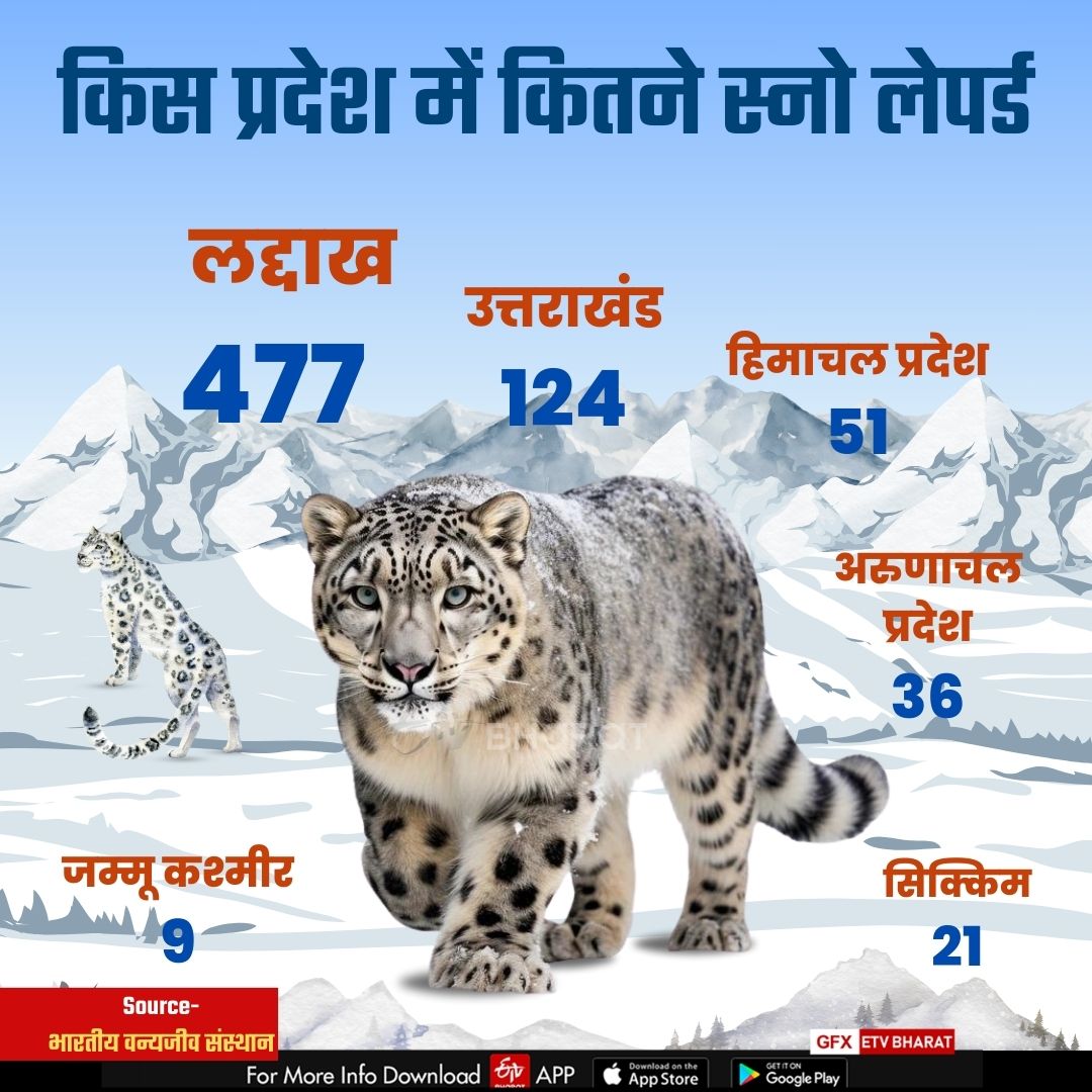 Snow Leopard In Himachal