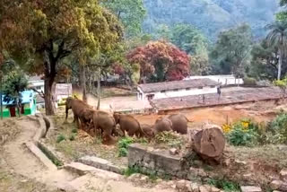 Elephants roaming near Nanjappa Chatram in Coonoor