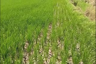 Paddy Cultivation In Telangana