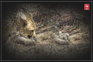 Cheetah cubs at Kuno