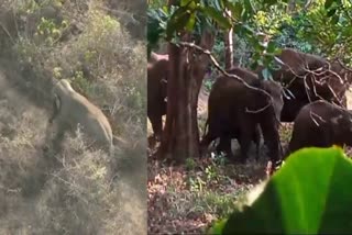 forest department  Operation Elephant  ആറളം ഫാം  വനം വകുപ്പ്