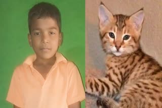 Child dies due to cat bite