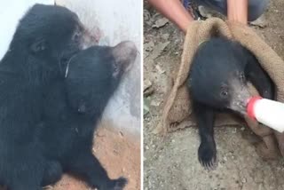 Bear cubs found in Manendragarh