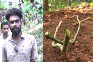 Anti socials  crops destroyed  young farmer  Assam Churakka