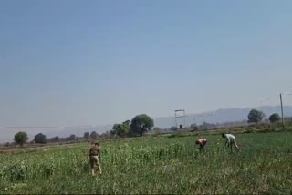 maihar police arrested farmer
