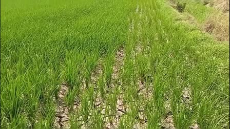 Paddy Cultivation In Telangana