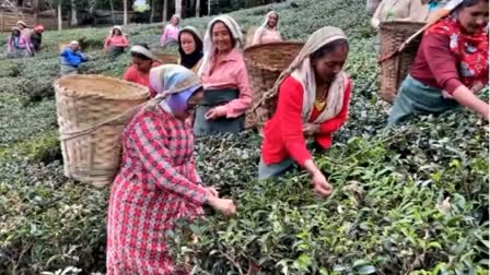 Small tea growers contributes