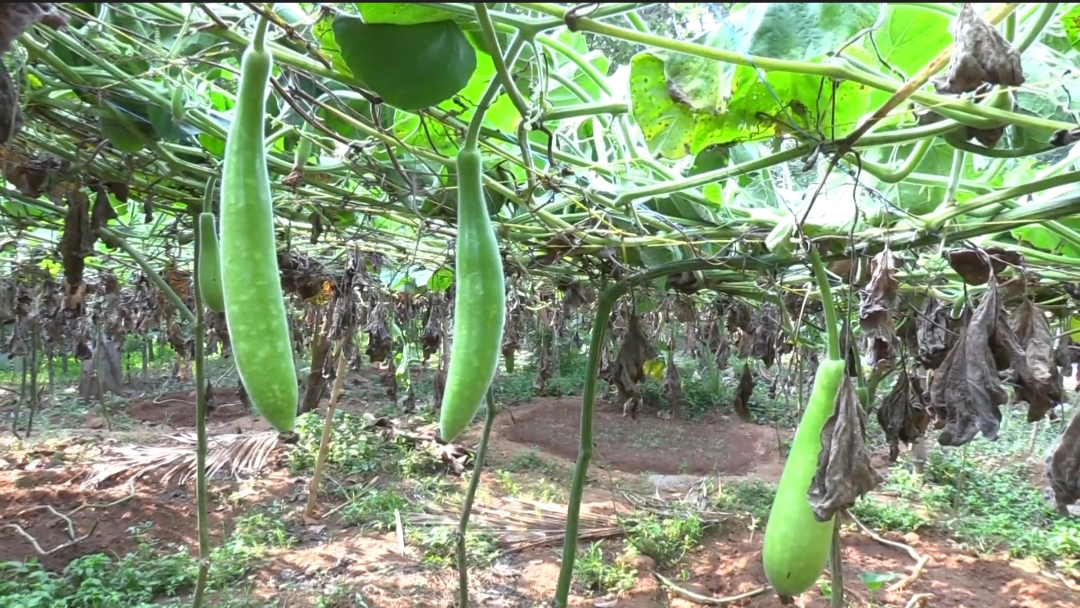 Anti socials  crops destroyed  young farmer  Assam Churakka