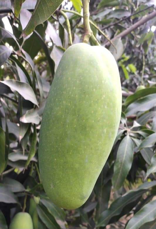 jabalpur mallika mango