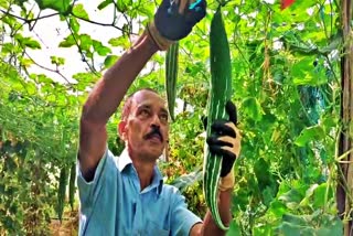 KURUMATHUR PANCHAYAT KANNUR  വിഷു ജൈവ പച്ചക്കറി കണ്ണൂര്‍  കണ്ണൂര്‍ കാർഷിക ക്ലസ്റ്റർ  ORGANIC VEGETABLES KANNUR